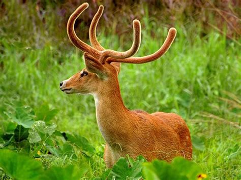 This name generator will give you 10 random names for groups of animals, like 'pack', 'family', 'drove' and so on. Community Action to Protect the Sangai Deer, India