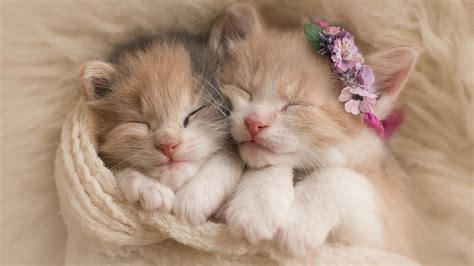 Two Beautiful Kittens Are Sleeping Covered With White