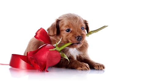 Puppy Valentine Wallpaper 56 Images