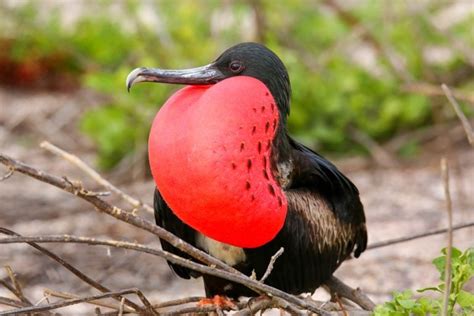Magnificent Frigatebird Facts And Information Guide American Oceans