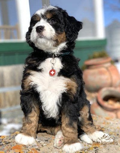 See more of bernese and mini bernedoodle puppies of indiana on facebook. Miniature, Micro Mini, and Australian Bernedoodle Puppies ...