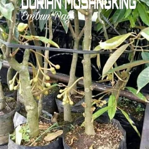 Durian musang king juga dikenal dengan nama mao shan wang yang artinya rasa kucing. Jual Bibit Pohon Durian Musang King Dongkelan - Kab ...