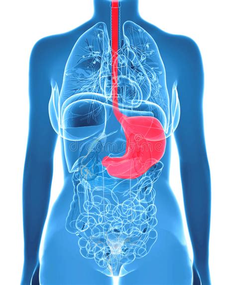 Some of the important functions of the liver include filtering harmful substances from the blood, maintaining cholesterol and glucose levels in the. Female Abdomen Organs With Highlighted Stomach Stock Illustration - Image: 38937777