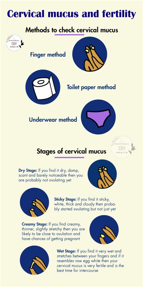 How To Check Cervical Mucus For Fertility Naturaldiyhealth