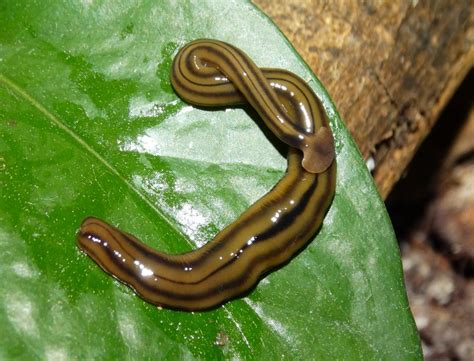 Shovel Headed Garden Worm The Australian Museum