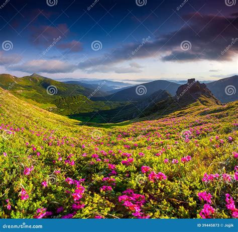 Magic Pink Rhododendron Flowers In Summer Mountains Stock Image Image