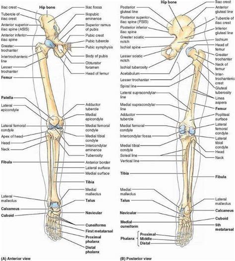 Lower Extremity Bone Diagram