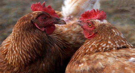 Pollos De Grande Y Gallinas Ponedoras Veganuary