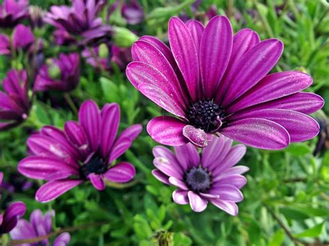 Trova una vasta selezione di fiori, petali e ghirlande per il matrimonio a prezzi vantaggiosi su ebay. Natura viola margherite fiori fiore di primavera | Foto Gratis