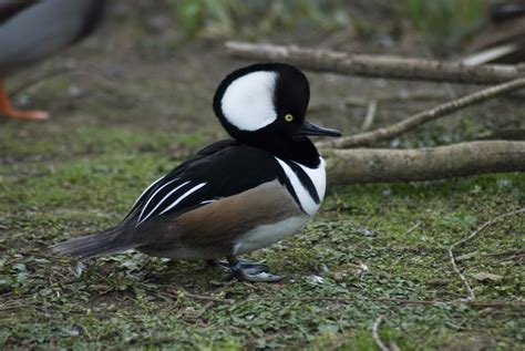 Hooded Merganser Facts Habitat Diet Life Cycle Baby Pictures
