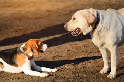Dominance In Dogs Recognizing Dominant Behavior