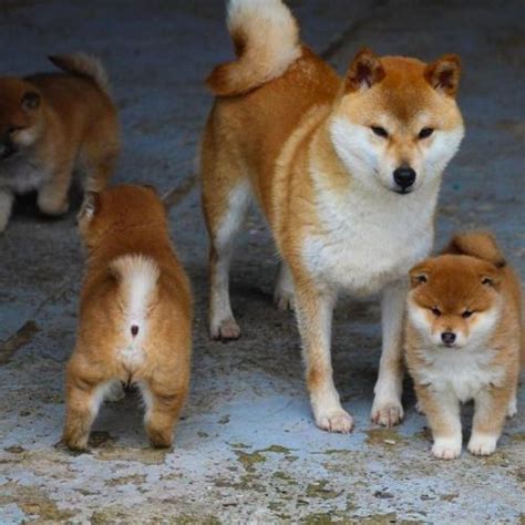 Shiba Inu Dog Breed Information Images Characteristics Health