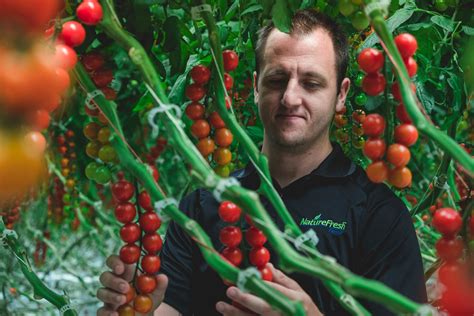 The Story Behind Tomz Tomatoes Naturefresh Farms