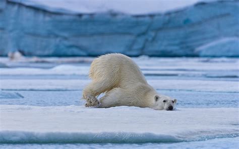 Polar Bear Chilling On An Ice Floe In Svalbard Norway 81st Parallel