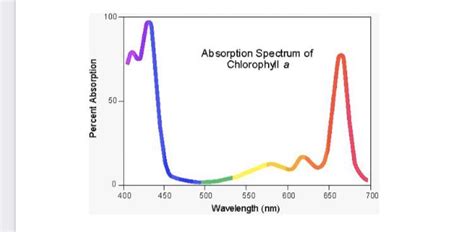 Refer The The Graph Below Showing The Absorption Spectrum Of