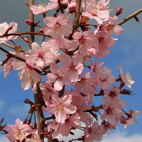Prunus Spire Flowering Cherry Tree Mail Order Trees