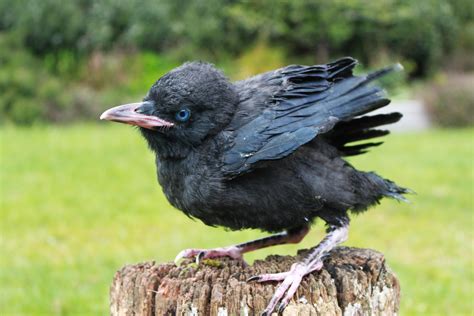 A Raven In His First Summer Probably Even Earlier Than That Note The