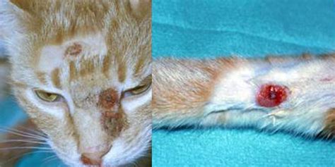 Cowpox Virus Infection In Cats International Cat Care