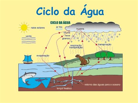 Com Relação Aos Ciclos Biogeoquímicos Analise As Seguintes Afirmativas