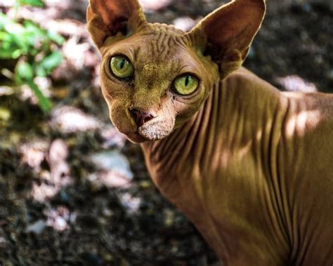 200 Hairless Cat Names The Best Names For Your Hairless Kitty