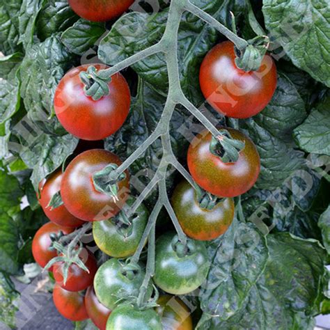 Ruby Falls Tomato Grow Your Own Tomatoes Kings Seeds