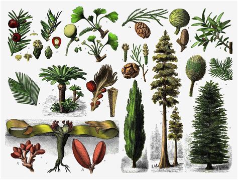 Plantas Gimnospermas Y Angiospermas Caracter Sticas Ejemplos The Best
