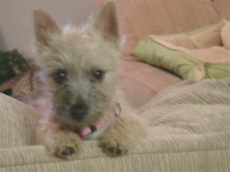 Cairn Terrier Puppies For Sale In Va Petsidi