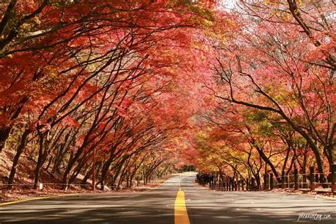 9 Tempat Wisata Di Korea Yang Bagus Dinikmati Untuk Musim Gugur