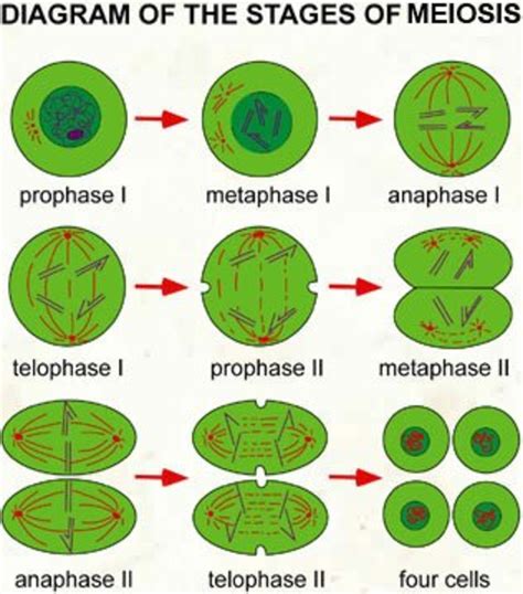 Major Functions Of Mitosis And Meiosis Hubpages