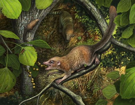 Earliest Primate Fossils Documented Shed Light On Rise Of Mammals