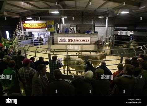 Cattle Auction At The Uks First Organic Stock Sale Which Was Held At
