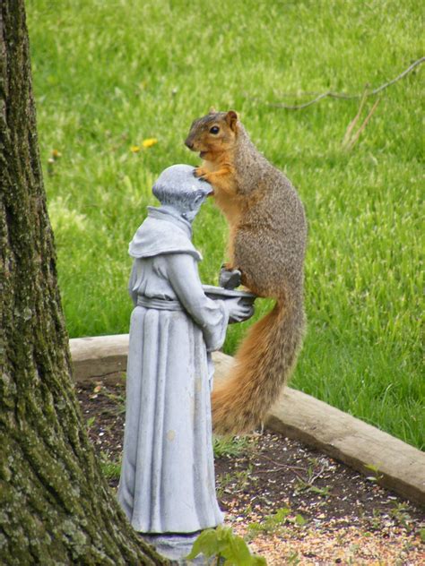 Not Sure If Our Squirrel Is Praying To St Francis Or Mugging Him St