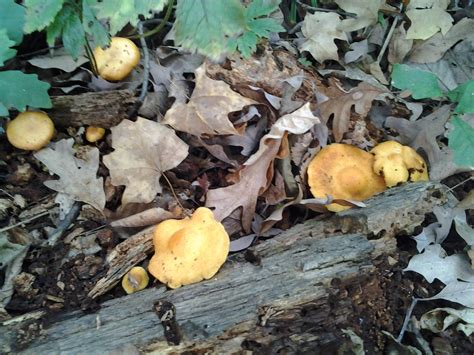 Official Indiana Mushroom Season 2014 Mushroom