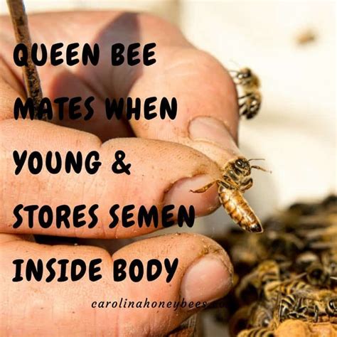 Interesting Facts About Honey Bees Honey Bee Facts Bee Facts Bee