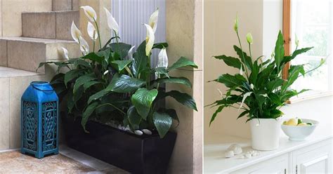 Best Peace Lily Care Tips How To Grow Spathiphyllum Indoors