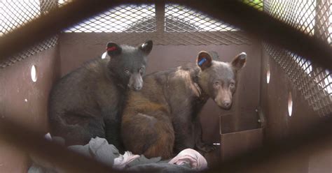 Beefed Up Orphan Bear Cubs Released Back Into Norcal Wilderness Cbs San Francisco