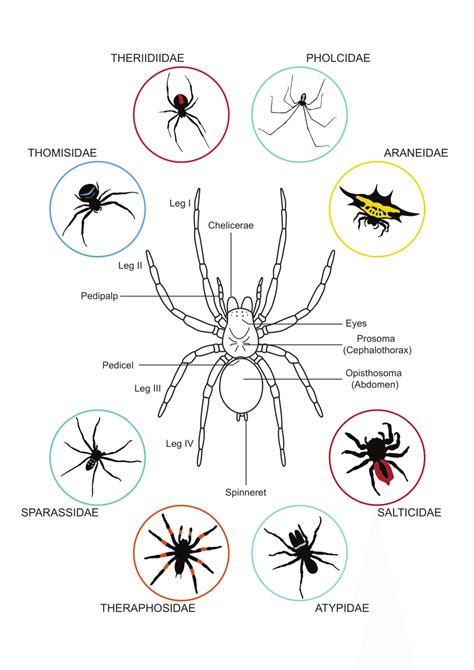 General Anatomy Of A Spider And Variation In Body Forms Dorsal View Of