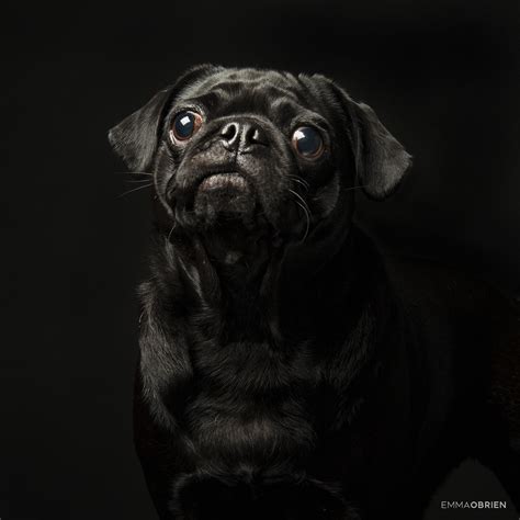 Pug Portrait Photography Dog Photographer Gauteng