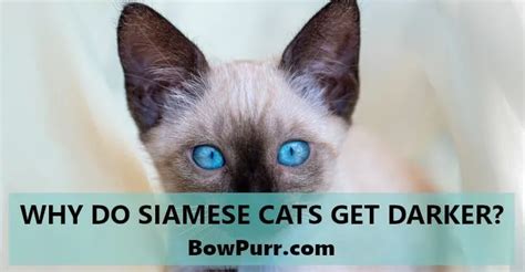 Why Do Siamese Cats Get Darker Bowpurr