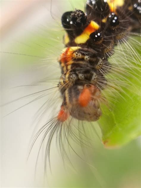 Caterpillar Close Up Smithsonian Photo Contest Smithsonian Magazine