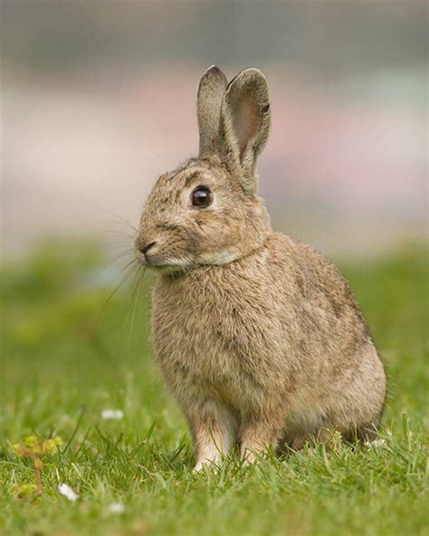 Fast Facts About Rabbits In Australia A2z Pets Info