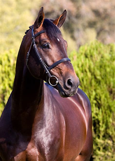 belgian warmblood horse info origin history pictures
