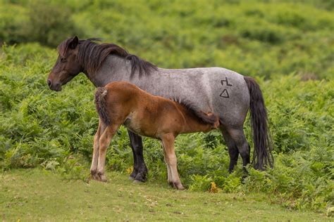 Dartmoor Ponies - Discover more about the famous Dartmoor Pony