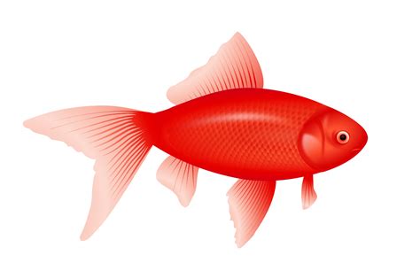 Red Fish Png Image Transparent Image Download Size 1969x1307px