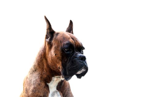 Boxer Dog Art Png Vector Psd And Clipart With Transparent Background