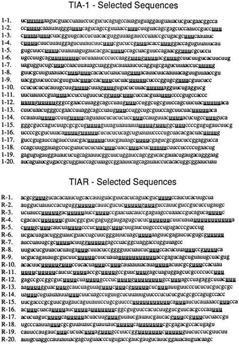 Individual Rna Recognition Motifs Of Tia 1 And Tiar Have Different Rna