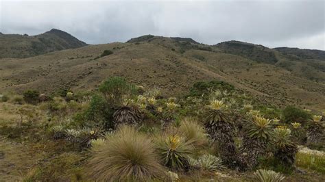 Reserva Forestal Protectora Rfp Nacimiento RÍo BogotÁ Importancia