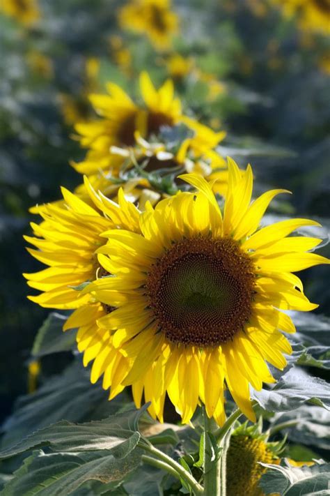Sunflower By Razaq Vance On 500px Sunflower Nature Landscape