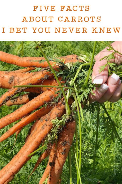 Five Facts About Carrots I Bet You Never Knew Growing