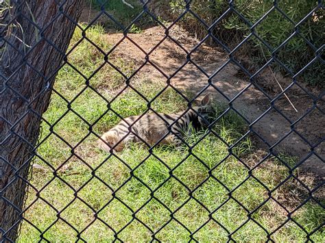 Safari Park Striped Hyena Zoochat